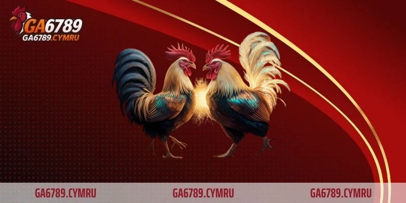 Băng bó đúng cách chăm sóc gà bị cựa