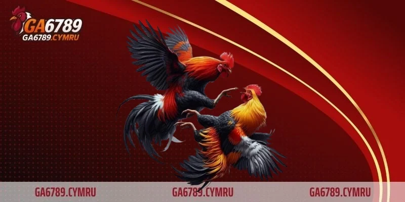 Đá gà truyền thống trực tiếp