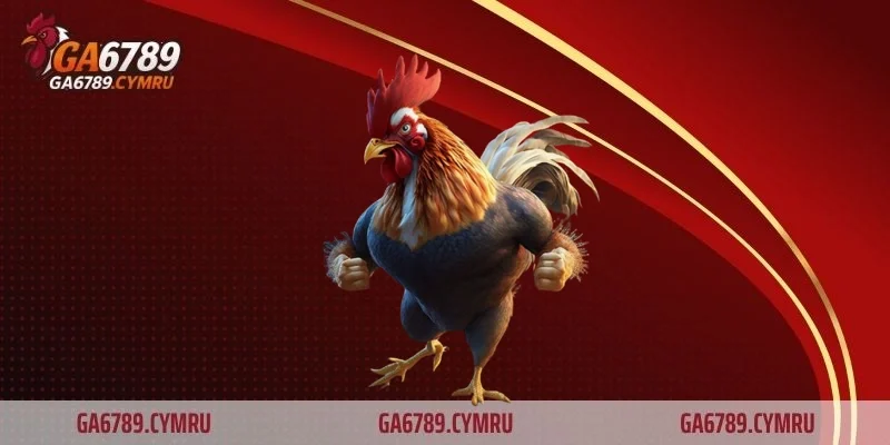 Các dòng gà đá hiện nay và bí quyết chọn lựa chuẩn xác cho dân chơi gà