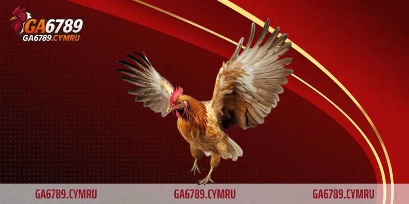 Nguồn gốc và sự phát triển của đá gà Philippines