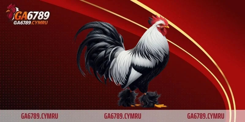 Đá gà ăn tiền – Trải nghiệm kịch tính và hấp dẫn cho bet thủ