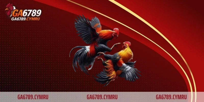 Lựa chọn nhà cái uy tín