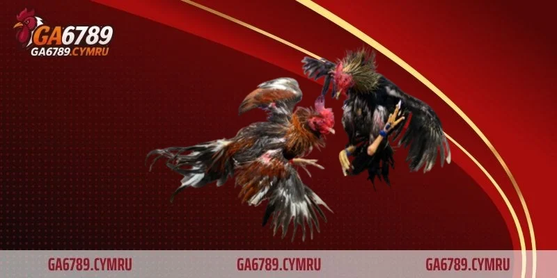 Luật đá gà – Tìm hiểu chi tiết quy định thi đấu gà chọi chuẩn nhất