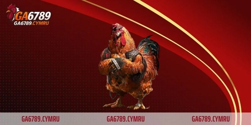 Trận đá gà 50 tỷ – Siêu kinh điển chấn động làng gà chọi